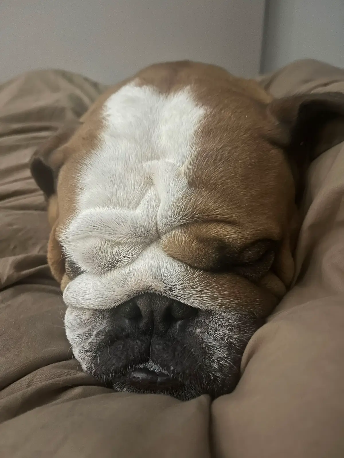 One happy furbabies now in bed  #mabel #snuggles #alwayshastobetouchingme #lovesacuddle #englishbulldogsoftiktok #pamperdayended #bedtime #nightnight 