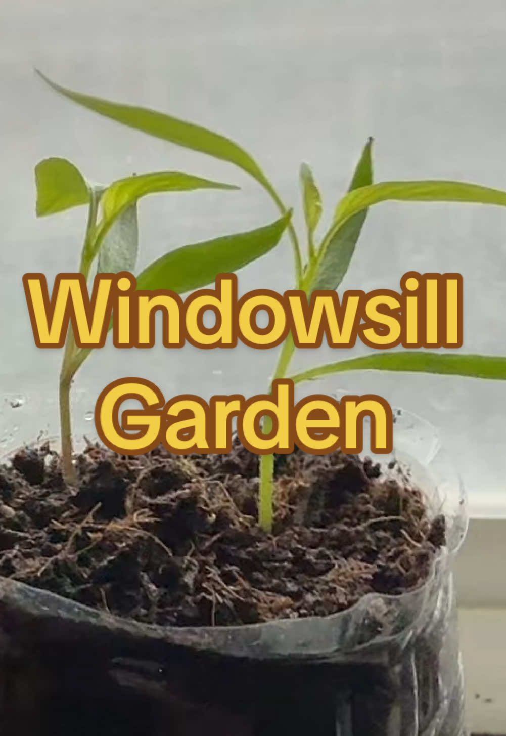 **Starting Seedlings in My Kitchen Window! 🌱☀️**   I’m growing my seedlings right in my kitchen windowsill, and they’re doing great! It’s a simple and convenient way to start plants indoors before moving them outside. The natural light makes it a great spot for early growth! Do you start your seedlings indoors? Let me know in the comments!   🌿 **Subscribe for more gardening updates!**   👍 **Like & share to follow my growing journey!**   #SeedStarting #WindowsillGarden #IndoorGardening #GrowingFromSeed #GardenWithMe