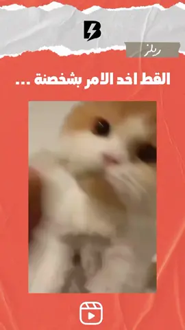 #شعب_الصيني_ماله_حل😂😂 #الحزن💔عنواني #قط 