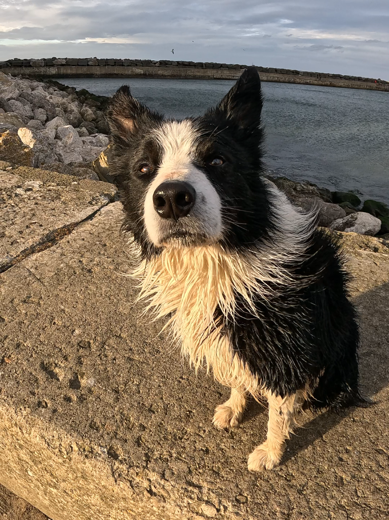 The Collie Everyone Will Remember #fetchking 