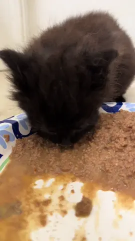 We are very spicy 🌶️ 🤣 we’re working on it!  #rescuekittens #blackkitten #rescue #kittenasmr #kittenasmreating 