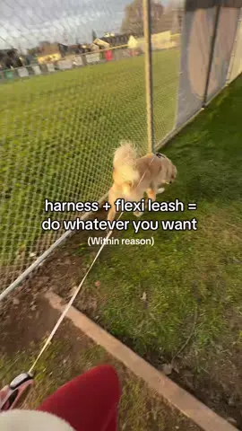 This is how I have chosen to utilize these tools with my personal dogs, but that doesn’t mean this is the only way these tools can be used - I personally look at a flexi leash as one of the most advanced tools to be used, both in terms of human skill and dog skill ##dogsoftiktok##dogharness##flexileash##dogwalk