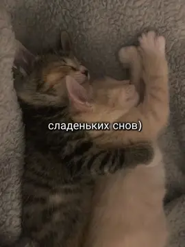 любовь ❤                                                #ночныереки #котики #ночь 