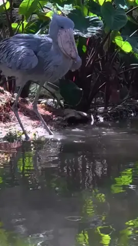 Shoebill Stork as it nabs a perfect duck #creatorsearchinsights #shoebillstork #shoebill #shoebillstorktiktok #shoebillbird #shoebillnightmare #shoebillsound #shoebills #prehistoricbird #shoebillyawn #shoebilleating #shoebillintherain #shoebillbowing #duet #bird #birdsoftiktok #birds 