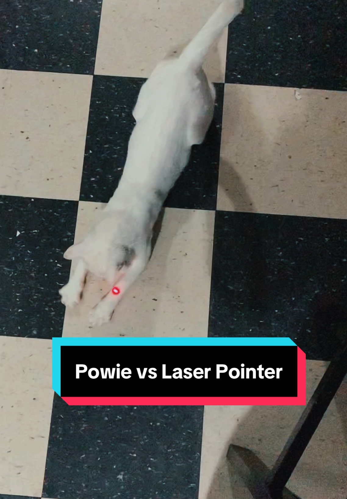 My cat Powie 🥰 #cats #cattok #catsoftiktok #cattok #catsandlasers #cutecats #funnycats 