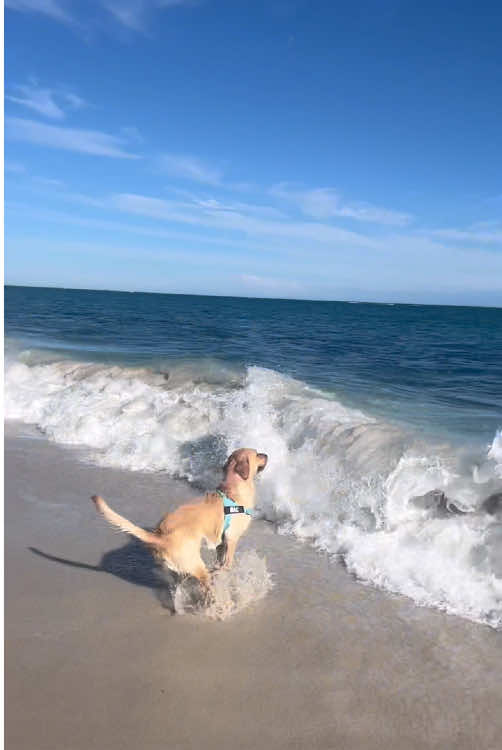 Dogs love playing in water🤣#dog #funny #dogsoftiktok #funnyvideos #water 