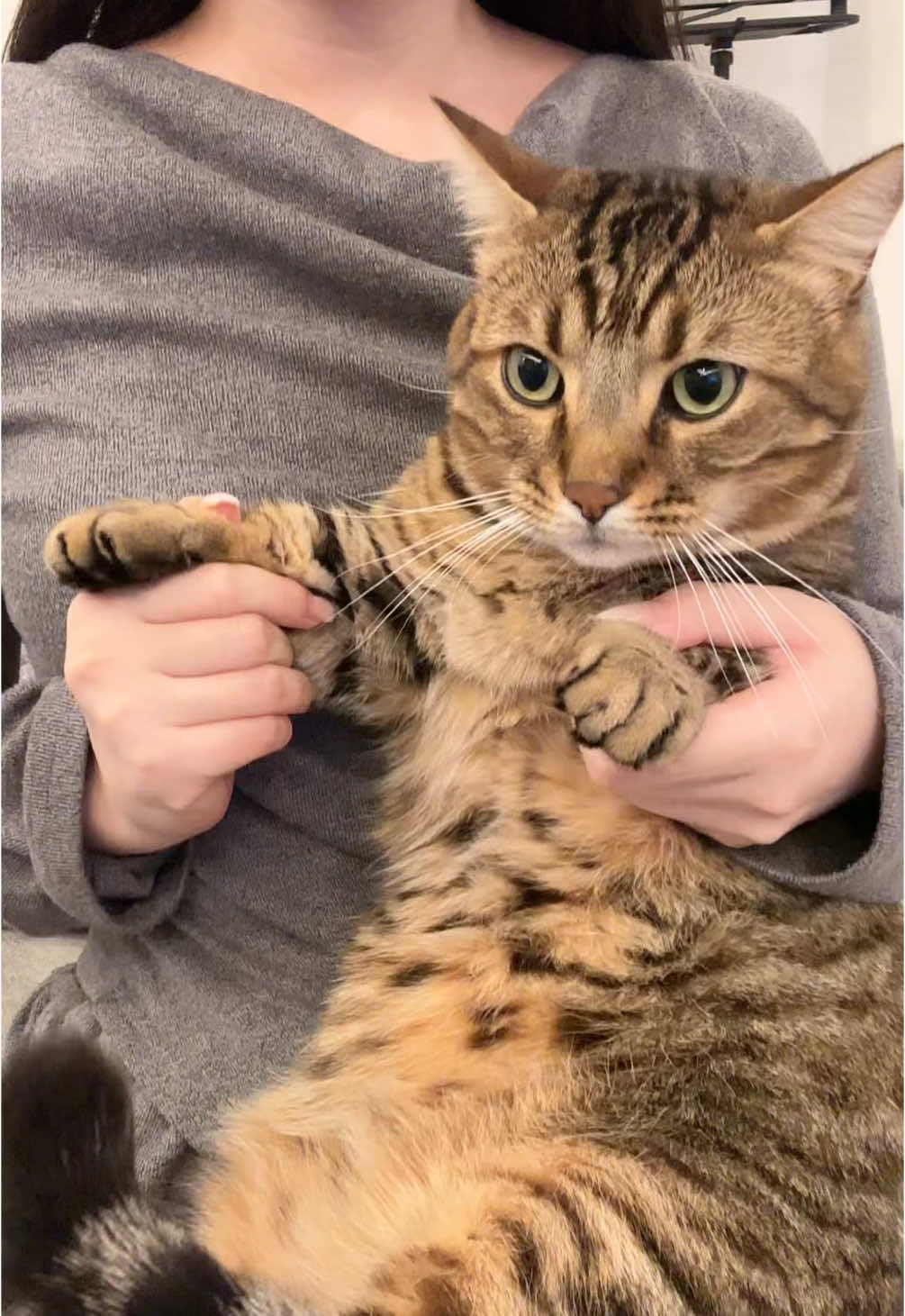 短足にゃんこ🐱 #catlover #munchkincat #catsoftiktok  #fyp #cutecat