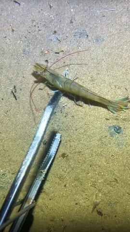 #diving #crab #catchthesea #seaside #seafood #fish #eel #lobster #seangsolofishing