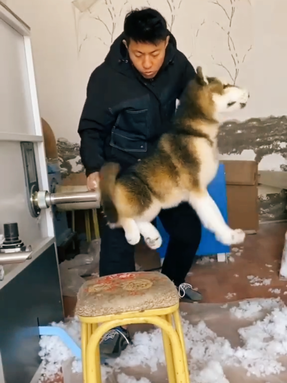 Stuffing a dog plush 🐕🏭 #stuffedanimals #stuffedanimal #stuffedtoy #plush #espressomacchiato #tommycash #eurovision #eurovision2025 #trending #viral 