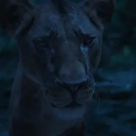 Mufasa: The Lion King - Bahasa Indonesia Mufasa Kehilangan Arah #mufasathelionking #mufasa #dubbingindonesia #disney #rekomendasifilm #viral #4k #foryoupage 