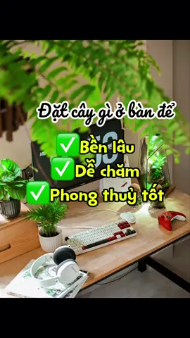 Lương 5 củ chơi hệ cây gì? #tiemcay1988 #luong5trieu #cayphongthuy #caydeban #caycanh 