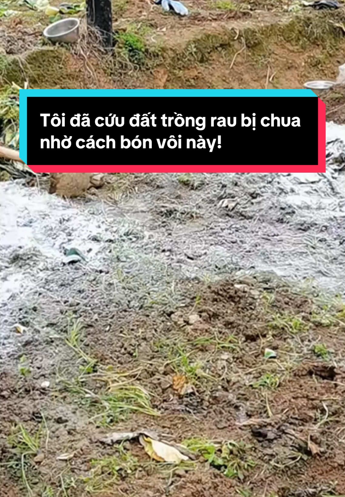 Tôi đã cứu đất trồng rau bị chua nhờ cách bón vôi này! #voi #nongnghiep #kienthuc #ph #fyp #nongdan #viral_video #voilamdong #lamdong #voidolomite #kinhnghiem #trongcay 