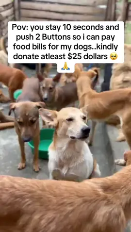 pls stay... Donation link is in my bio. please help my angels 👼 💔..#fyp #dog #dogs #dogsoftiktok #donate #dogmom #support #animal #animalsoftiktok #goviral #furdich #dogsofinstagram #foru 