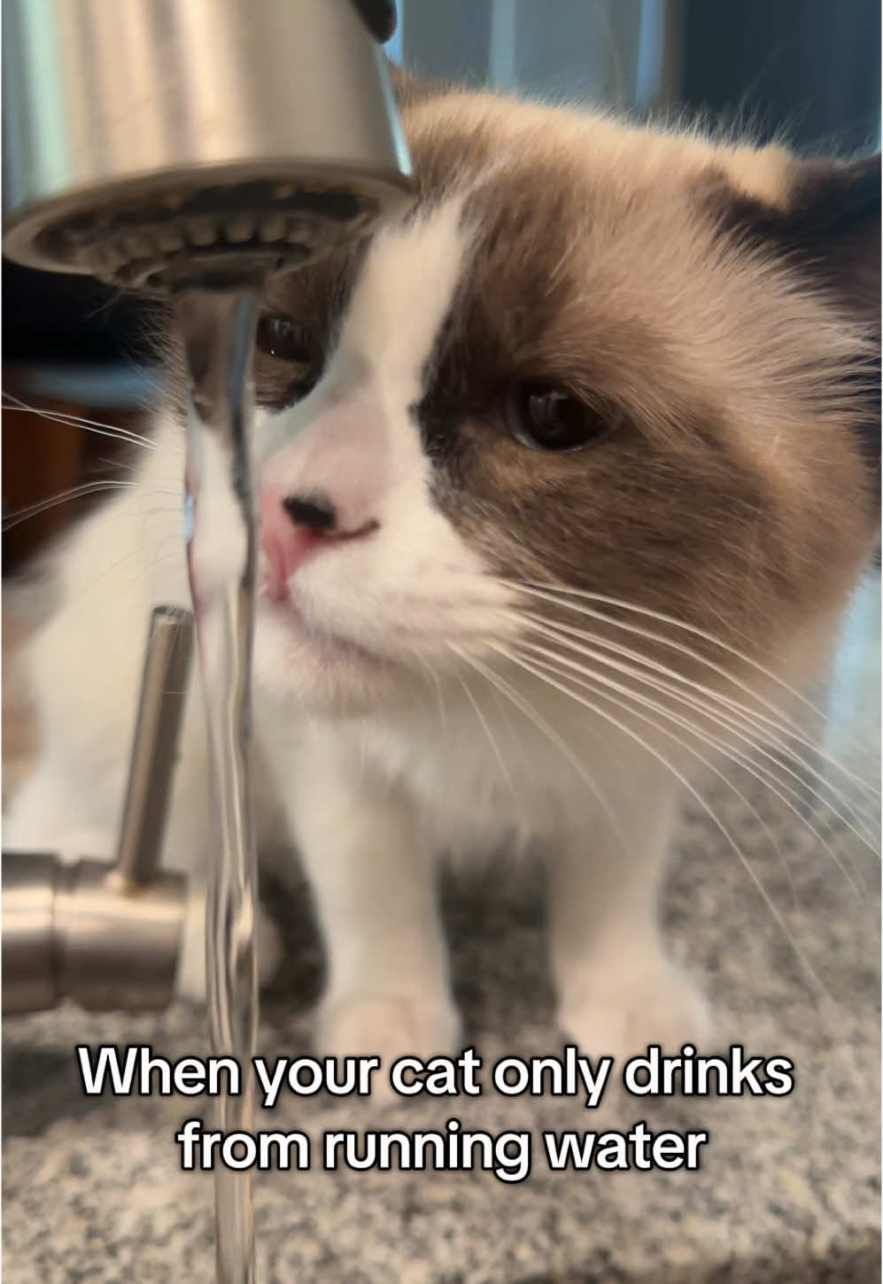 She loves running water #catsoftiktok #cats #catlover #funny #kittylover 