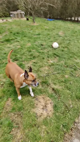 #european #footballdog #happydog #skandinavien #europe #denmark #danmark #skandinavia #nature #staffordshirebullterrier #fobi #forestchild #forestpsy #darkpsy 