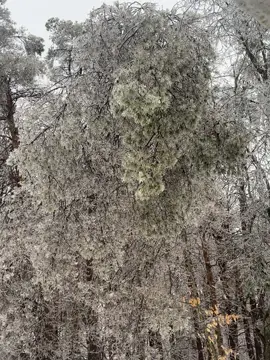 This ice storm is crazy. Caught the tree falling on camera. I sound like a idiot and I apologize for the swearing. #icestorm2025  #northernmichigan #mothernature  
