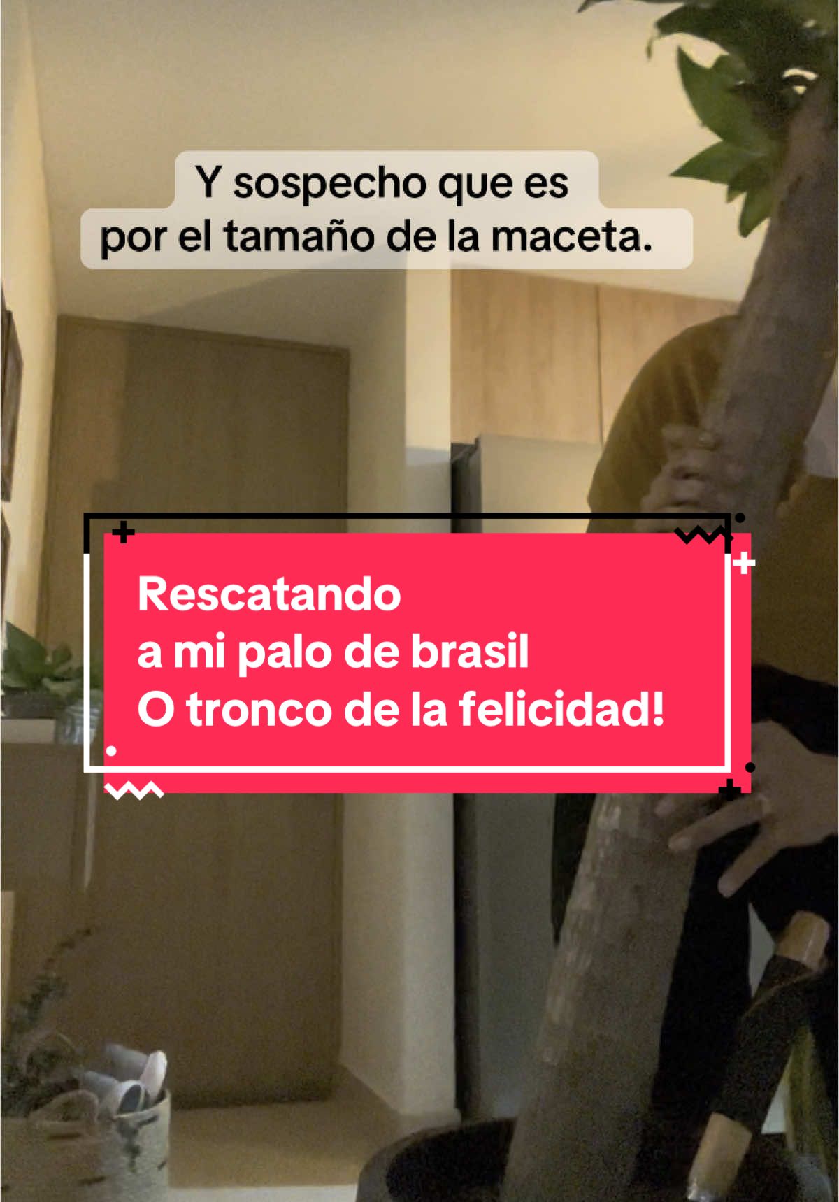 La maceta es muy grande y eso hace que retenga más humedad y por más tiempo. La riego una vez al mes y ahora que saqué el sustrato, aún se siente húmedo y apelmazado 🫠 Recibo recomendaciones de señoras de las plantas 🌱  #plantlover #palodeagua #palodebrasilcuidados 