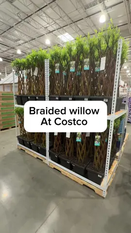 I spotted this beautiful braided willow at Costco I don’t one seen these before I really love them. They got a lot of attention too from shoppers I noticed!! The big question is how do I keep them alive?  #costco #costconew #costconewdeals #costcodeals #costcomusthaves #costcodoesitagain