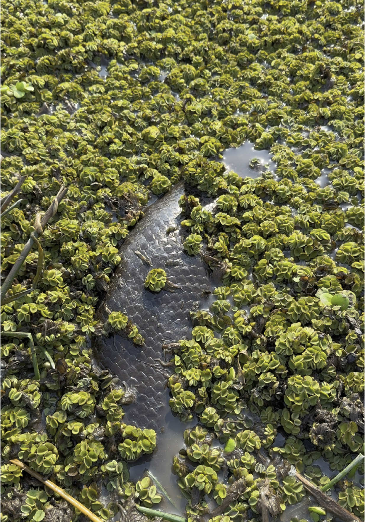 Me encontré al monstruo del llano 🙈🙈🙈 la gran Anaconda Verde!  #colombia #naturaleza #animalestiktok #sonyalphapartners #naturelover #animales #travel 