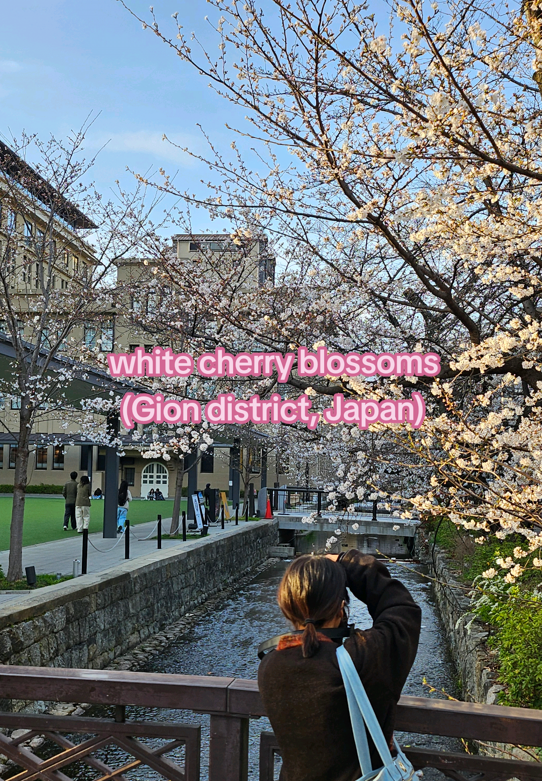 Got to witness white cherry blossoms in full bloom 🌸 #japancherryblossom #japanspring #japanoutfit #kyotojapan #japanfood 