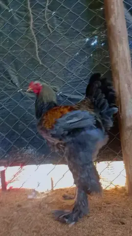 @BrahmasCabrera. #Aves/Hornamentales. #Brahma/BSO/🇷🇴🫡. #Cajamarca/Perú. #Viral/Tik Tok.