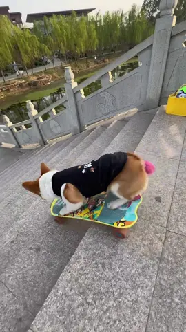 Dogs love skateboarding#dog #corgi #cute #cool #skateboard #fyp 