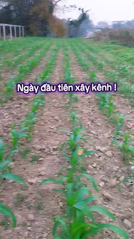 Ngày đầu tiên xây kênh, em mong nhận được lời động viên và chia sẻ của tất cả mọi người ạ ! Thank all #tapxaykenh #hanhtrinhxaykenh #chiasekinhnghiem #cuôcsongthuongngay #xaykenhtiktok #xuhuong2025 
