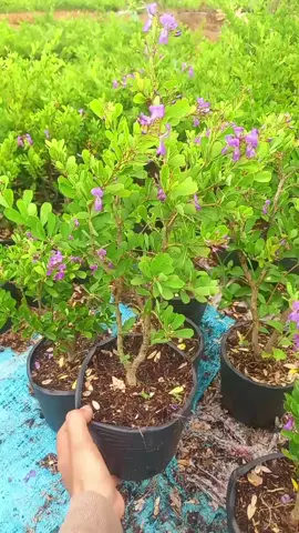 giao lưu với cả nhà mình cây giống linh sam siêu bông giá rẻ bèo #caycanh #bonsai_tranlesadec 
