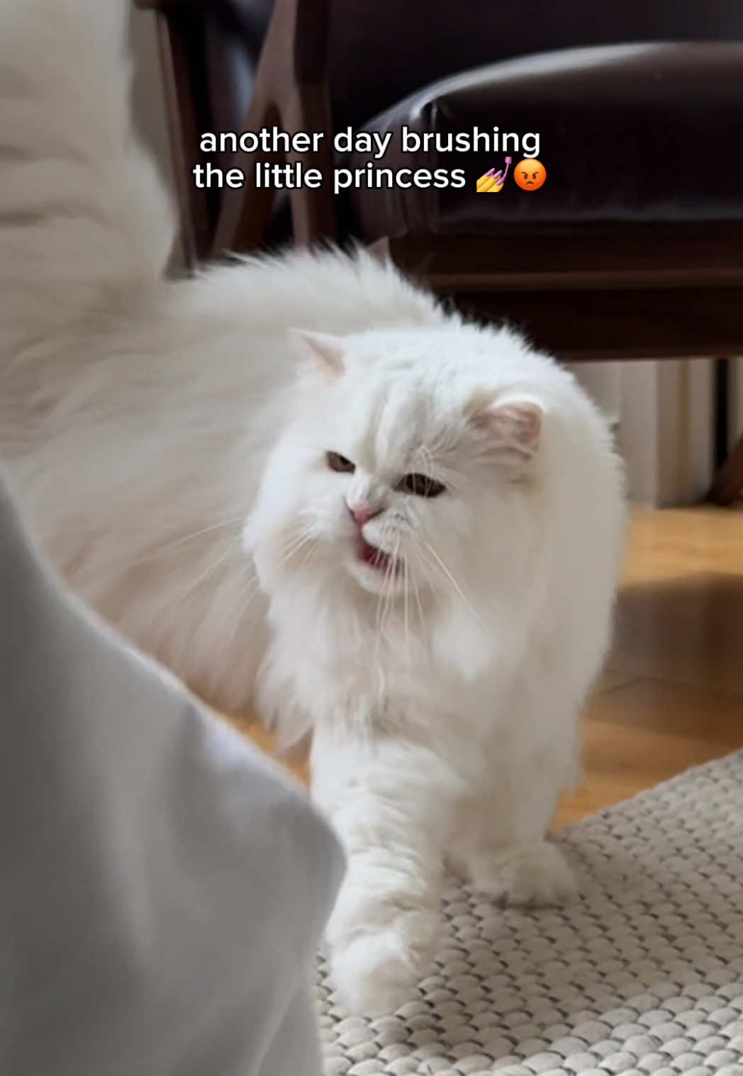the cat I waited my whole life for ~~ #angrycat #sassycat #moodycat 
