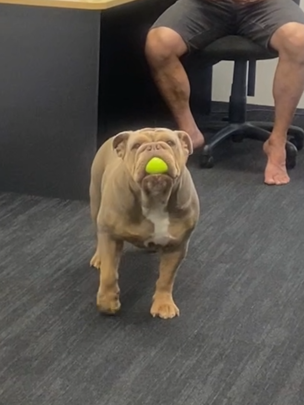 That man's laugh is contagious 😂 Licensed by ViralHog, filmed by Gillian Mathews #dogs #officedog #funnydogvideos #shenaningans 
