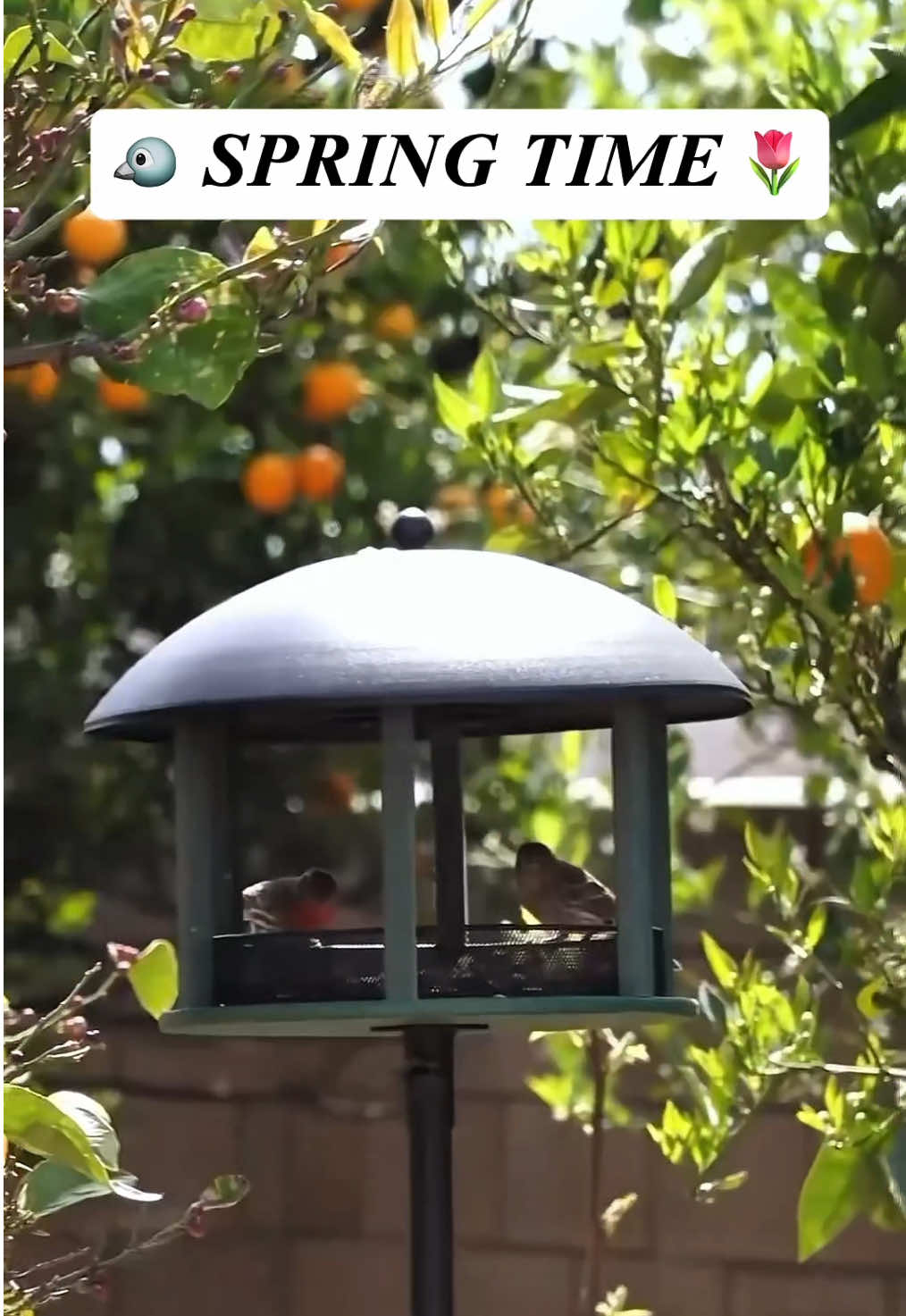 SPRING TIME 🌷🪴Prepare A New Bird Feeder For Our Garden!🐦 #birdwatching #birdfeeder #garden #gardening #springvibes #birdwatching #cozy #naturelovers #kingsyard #kingsyardfeeder