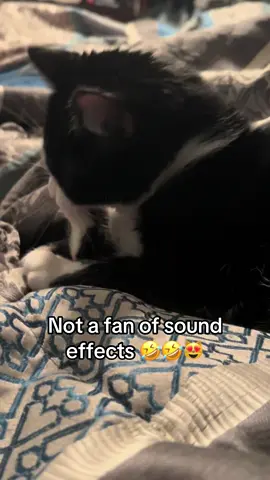 Such a funny little cat #minicat #fyp #catsoftiktok #tiktokcats #cutecat #funnycat 