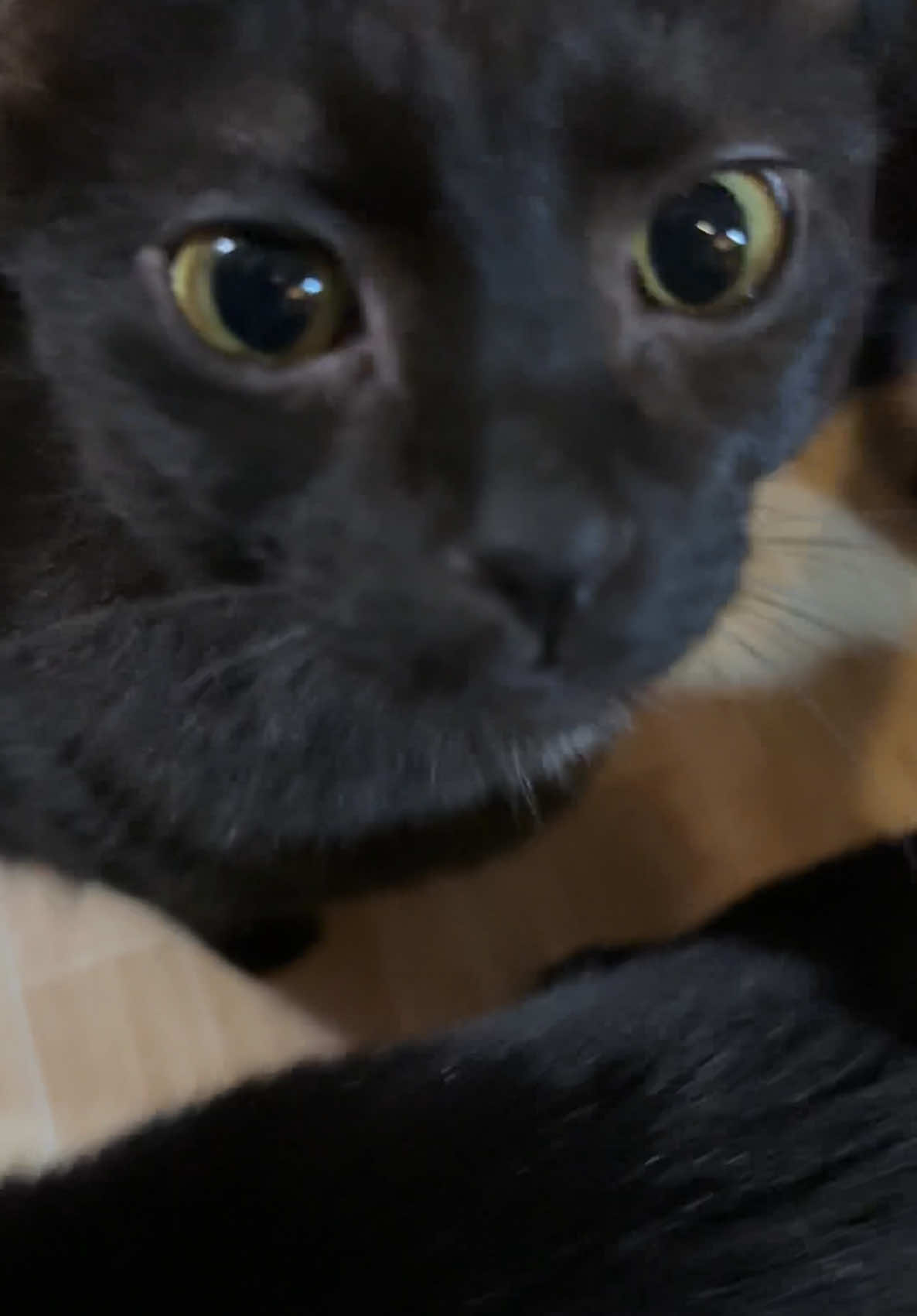 #cat #blackcats #catsoftiktok #fyp 