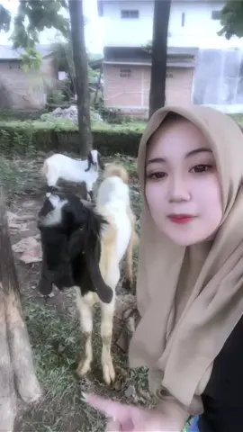 Embe🐐 #fypシ゚  #fyppppppppppppppppppppppp #kebumen #kebumenkeren #fypシ゚viral #trending 