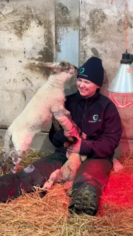 🐑🍼 Lambing season in full swing! There’s nothing more rewarding than giving these little ones the best start in life. 💛 With FlockFinder, keeping track of lamb health and feeding schedules is effortless—so you can focus on what matters most! 📲 Try it FREE today! #FlockFinder #LambingSeason #BottleFeeding #SheepFarming #FarmLife #BackBritishFarming #SpringOnTheFarm #LessPaperworkMoreFarming #farm #sheep #lambs #lambsoftiktok 