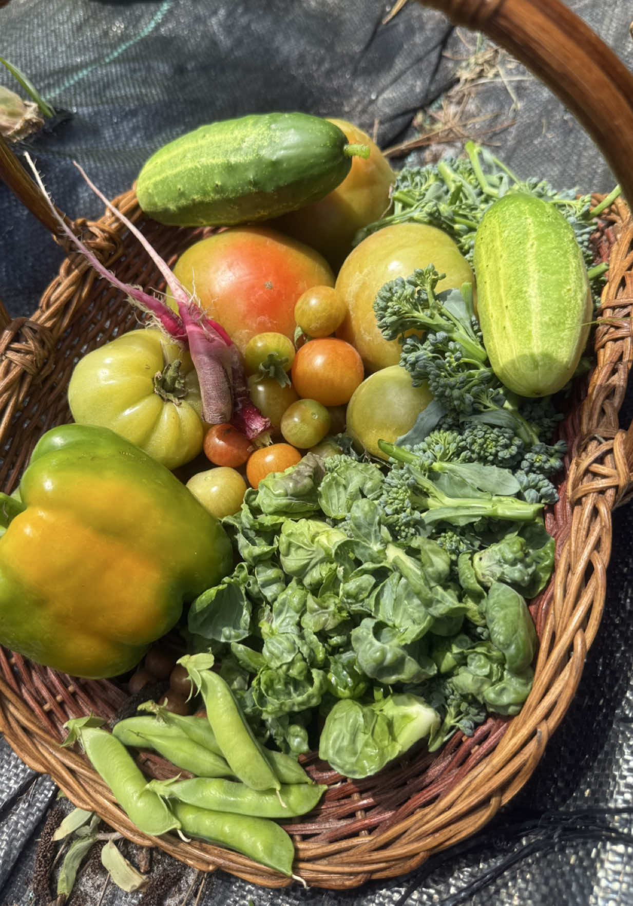 South Florida Garden Harvest in late March. #zone10b #gardenharvest #gardenasmr #garden #rowgardening #floridagardening 