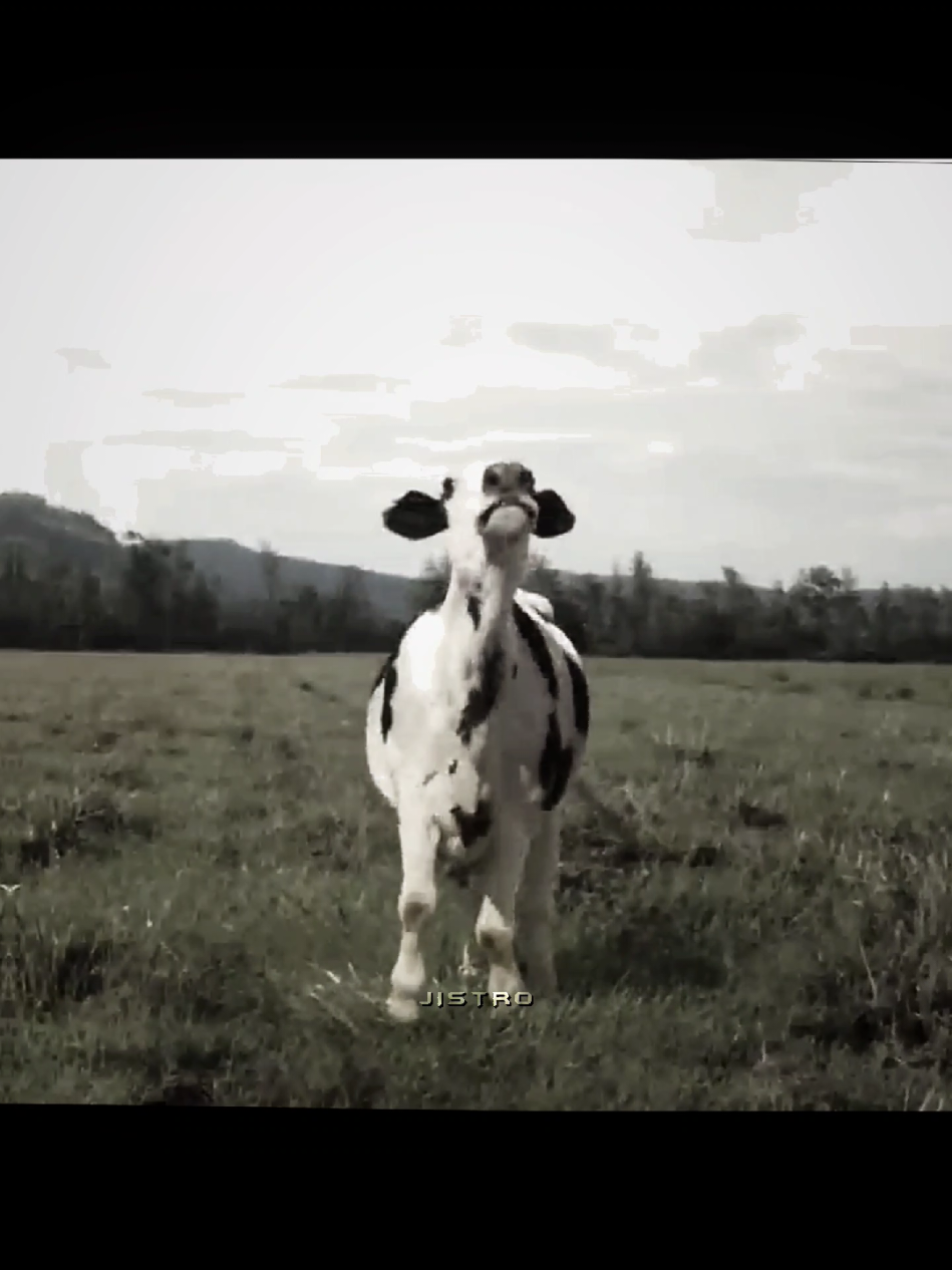 ITS THE FIRST OF THE MONTH...🗣️‼️🔥 | idea by:me & @cody | #wakeupitsthefirstofthemonth #cows #meme #real #wakeupitsthefirstofthemonthedit #edit #fyp #foryou #foryourpage #viral #jistro4edit 