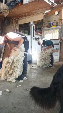 The peace and quiet of a blade shearing shed.   #bladeshearing #Shearing #satisfying #traditionalskills #handshearing #naturalfibers #wool 