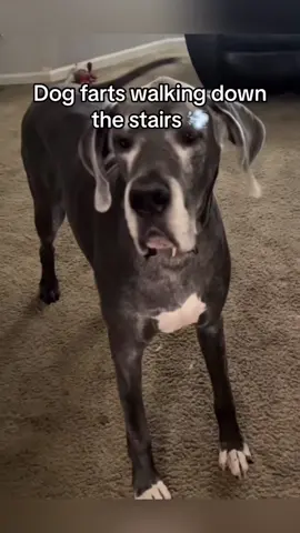 Different way dogs go down stairs #dog #pet #animals #usa🇺🇸 #foyou 