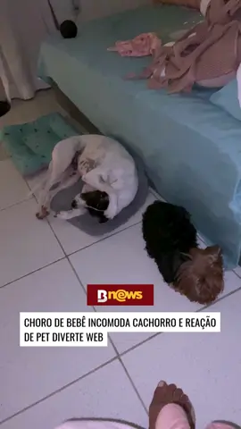 😆 A tutora Anna Araújo mostrou que o choro estridente de um bebê pode não ser lá música para os ouvidos de um doguinho. O momento hilário viralizou na web e os internautas se divertiram quando notaram a reação do cão, que tapou os ouvidos.  Créditos: @anninhath (ig) | @araujoanninha (tk) | @myhoodbr