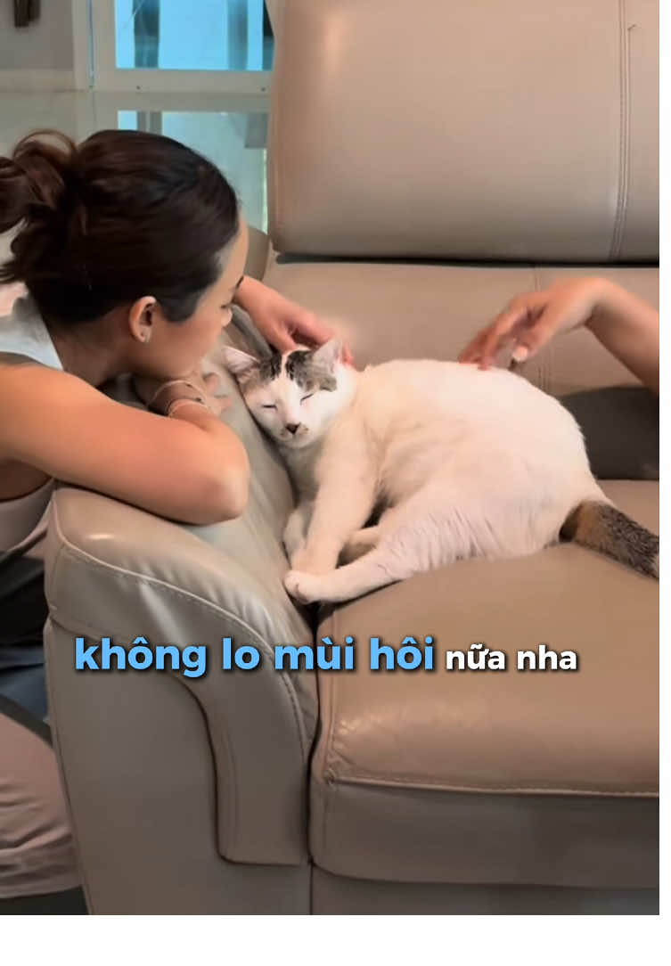 Mèo cưng thì đáng yêu hết nấc, nhưng mùi hôi, lông rụng, vi khuẩn bám vào sofa, nệm thì đúng là ám ảnh! 😱 #MistyFresh #KhửMùiTậnGốc #SenChămNhà #BossLàNhất 😼