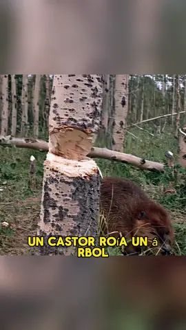 Beavers gnaw on a tree and a grizzly bear sleeps on a branch#animals #Foryou #Friendship #Us#beaver