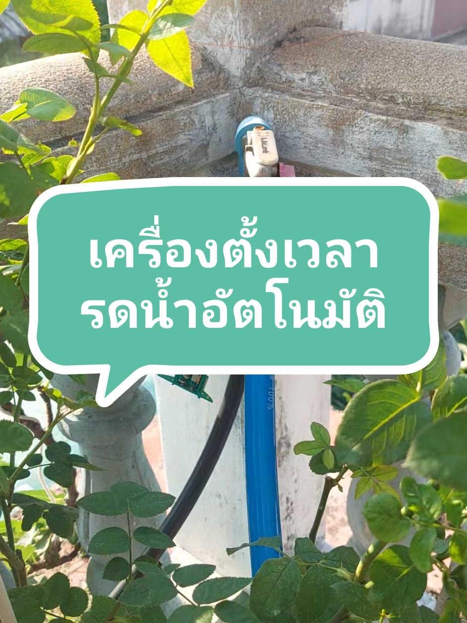 #เมื่อทาสจะหนีเที่ยว สวนของเราอยู่ชั้นสองมีปั้มน้ำตัวเดียว เลยเป็นแบบน้ำหยดมากกว่า น้ำหยดจะไม่ชุ่มฉ่ำทั้งกระถาง หยดแล้วไหลลงไปเลย แนะนำให้เพื่อนใช้จานรองกระถาง หรือคลุมถุงพลาสติกนะคะ วัสดุจะได้ดูดความชื้น ถ้าไม่รองไม่คลุม น้ำไม่พอแน่ๆใบเหลืองใบกรอบเคยผ่านมาแล้วนะคะ  *ก่อนวันเดินทาง ให้รดด้วยยากันเชื้อราด้วยนะคะ  🥰หวังว่าจะพอเป็นประโยชน์กับชาวทาสกุหลาบนะคะ #เครื่องรดน้ําต้นไม้อัตโนมัติ #หนีเที่ยว #ทาสกุหลาบ #รดน้ําต้นไม้ 