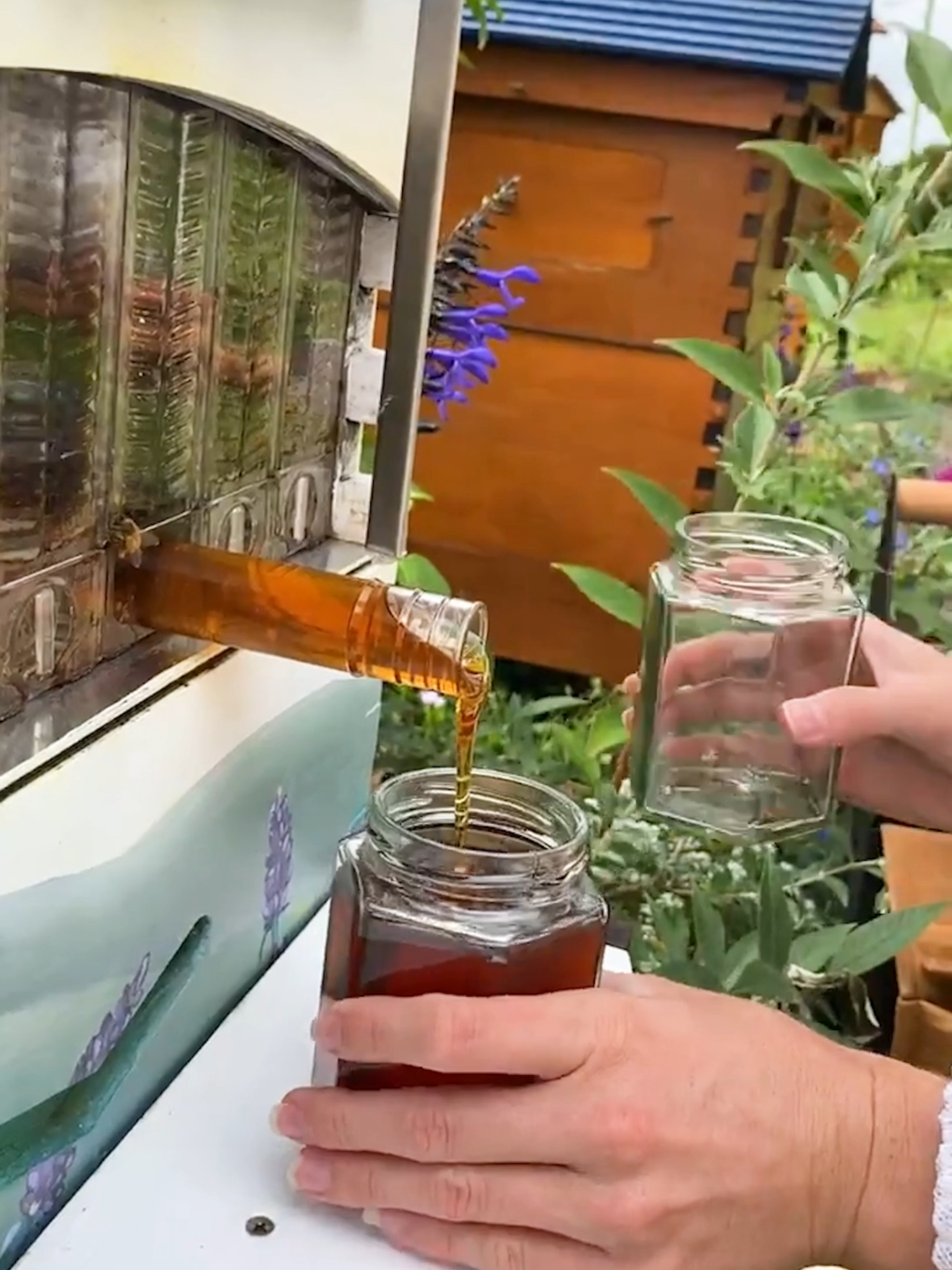 Beginner beekeepers—this one’s for you! 🐝 Curious about bees or just starting your beekeeping journey? 🌿 Join us for our weekly Live Q&A with Cedar, tomorrow at 10am AEDT / 4pm PST (Tuesday). Whether you’re just getting started or already buzzing with experience, we’d love to have you there! 💛🐝 #flowhive #beeeducation #LiveQandA