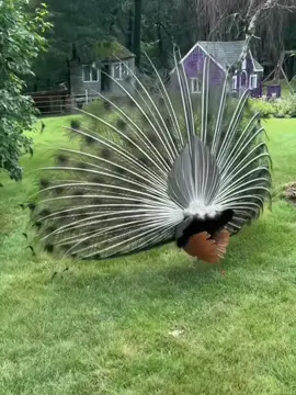 Funny peacock😂#funny #funnyanimals #cuteanimals #peacock #core #fyp 