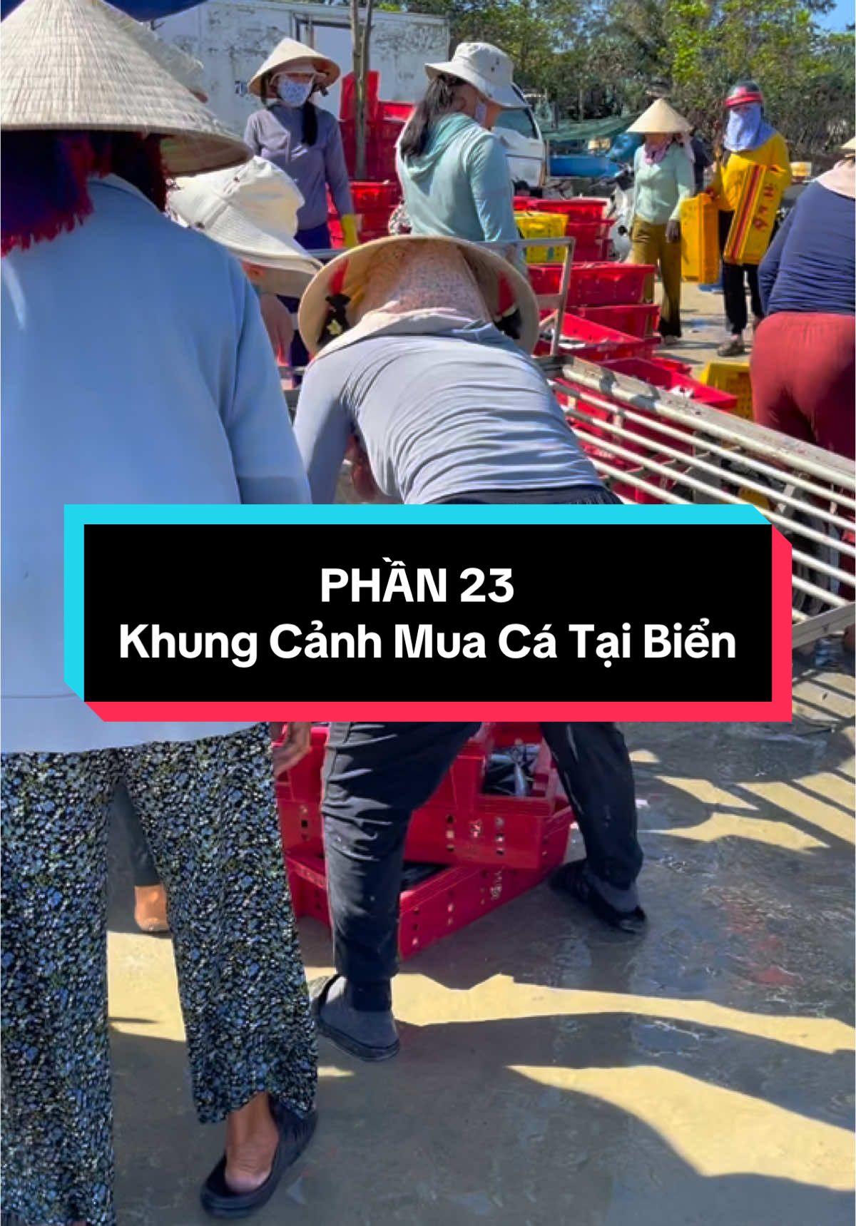 Phần 23| Khung cảnh mua cá quen thuộc mỗi ngày ở biển quê Ny #haisan #hảisản #cabien #catuoimoingay #cá #mực #quangngai #76quangngai #thinhhanh #xuhuong #haisancangbien 