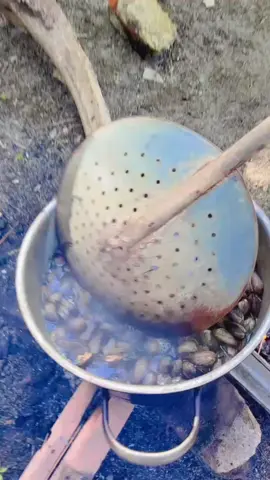 karena kerang lah Kita berjumpa....