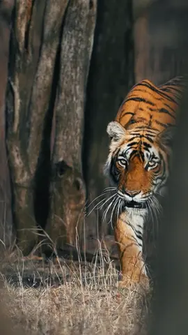 The king of the jungle attacks silently! The top predator in nature is really shocking! #tigerhunting #beautyofwildness #animaldocumentary #forceofnature #kingofthejungle #beastattack #tigersculpture 