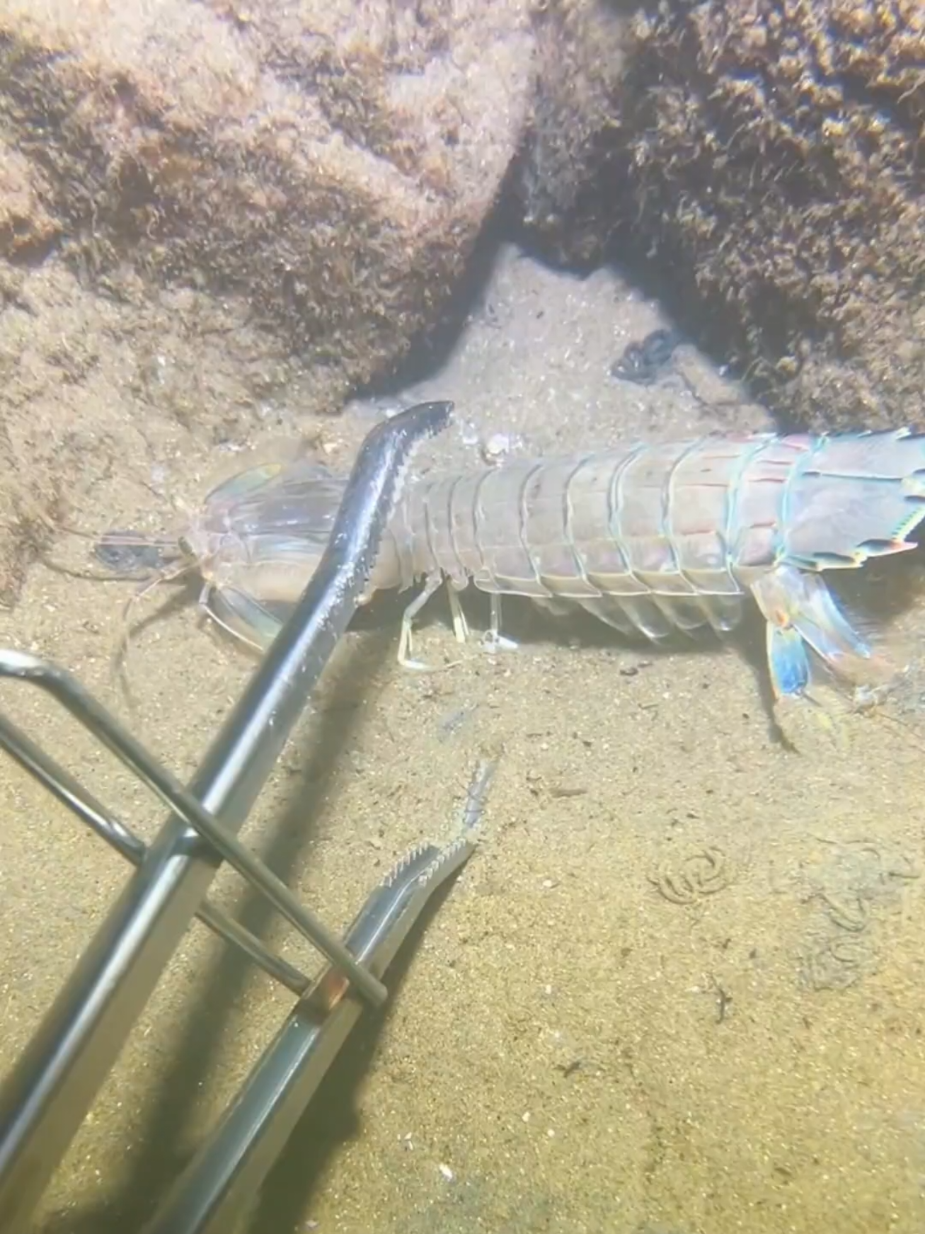 I caught some mantis shrimp while diving, and also caught 2 male three-eyed crabs. #diving #crab #catchthesea #seafood #seaside #fish 