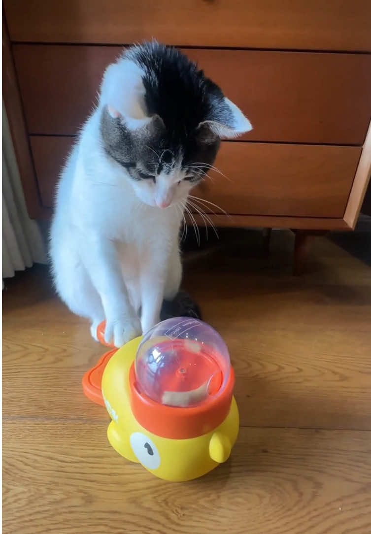 Duck pet feeder#slowfeeder #fooddispenser#cat#dog #cattoy 